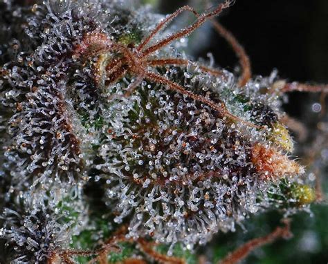 <b>Trichomes</b> are the sticky outgrowths of resin glands present on the surface of stems, buds, leaves, and stalks of cannabis plants. . Pictures trichomes ready harvest